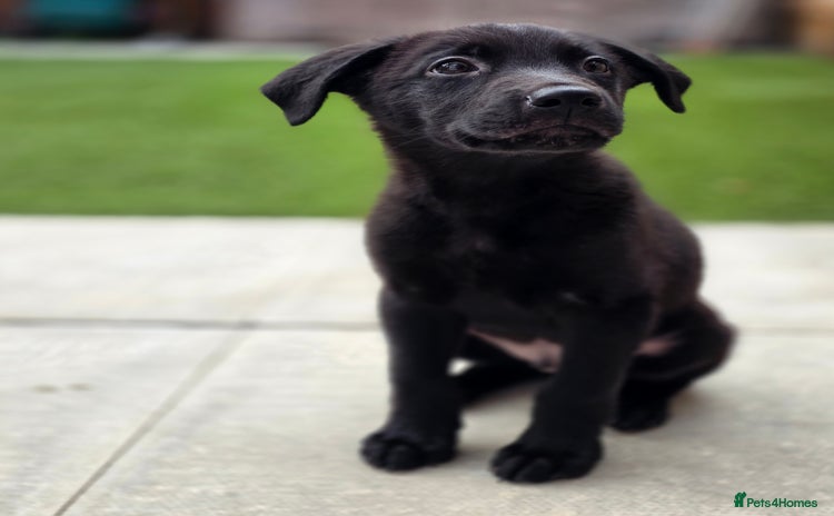 Mixed Breed dogs - Advert 1