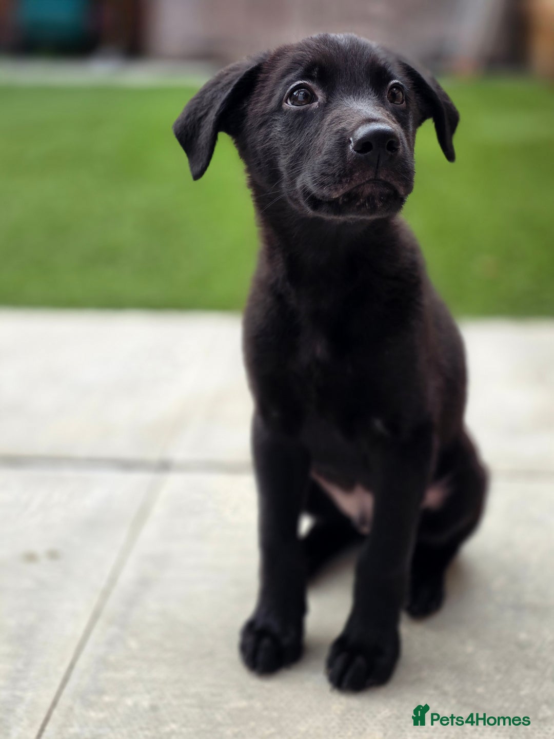 Mixed Breed dogs for sale: Beautiful black Belgain Malinois X Labrador  - Image 1