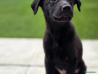 Mixed Breed dogs - Advert 1
