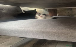 Brazilian Shorthair cats for sale: 2 female kittens for sale  - Image 3