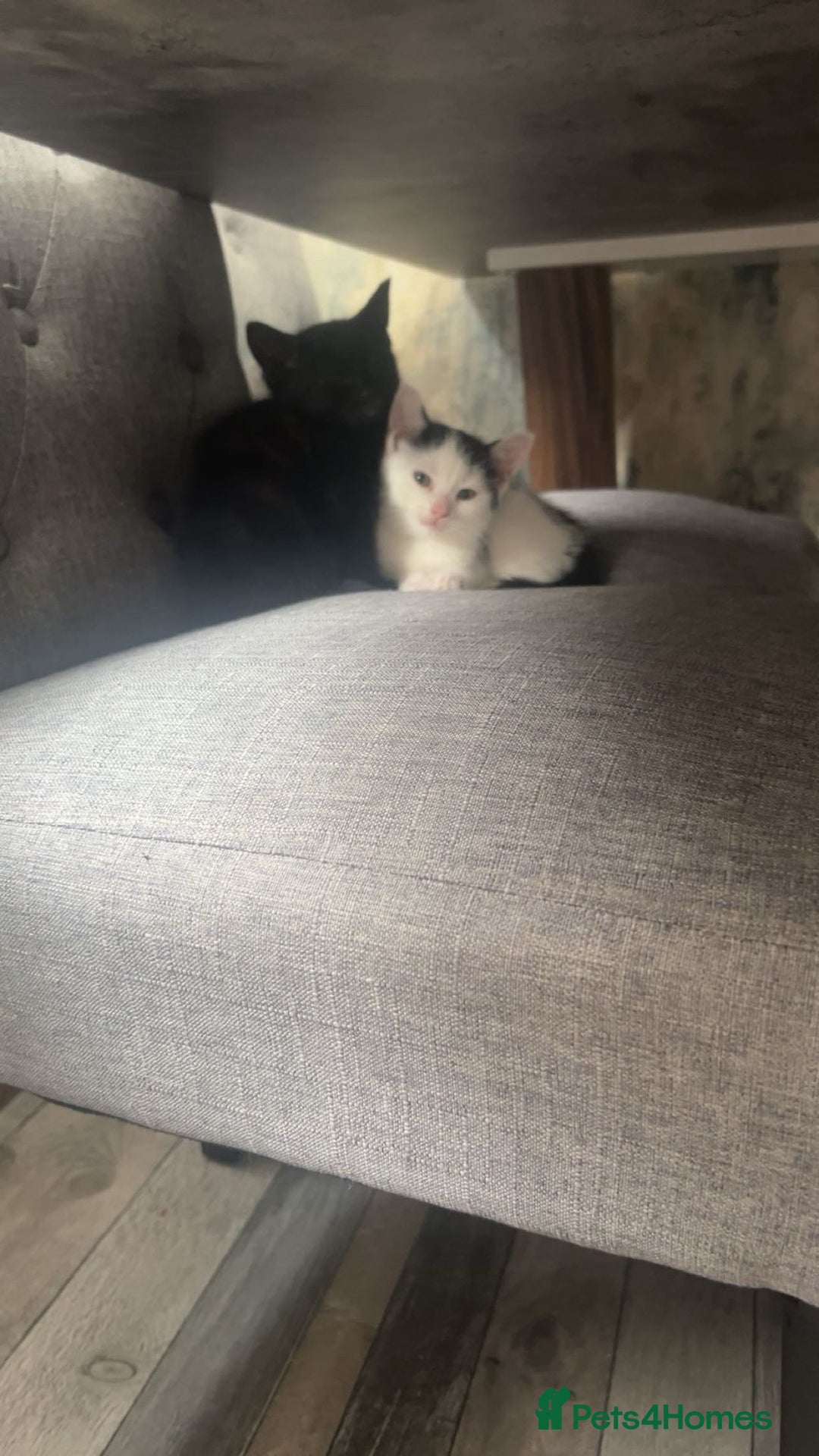 Brazilian Shorthair cats for sale: 2 female kittens for sale  - Image 3