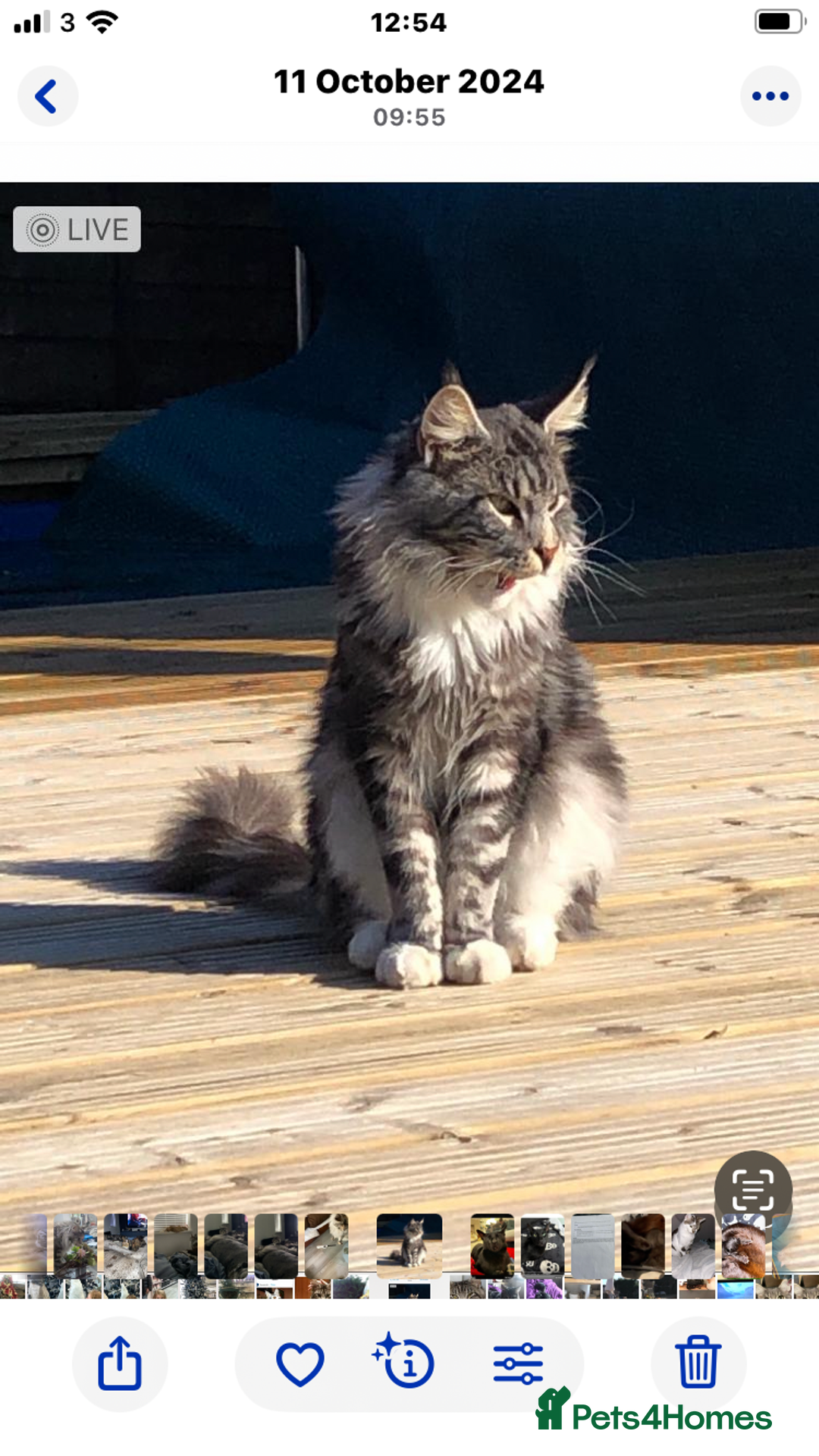 Maine Coon cats for sale: Ready now Beautiful chunky Maine coon kittens - Advert 22