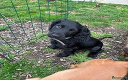 Cocker Spaniel dogs for sale: Beautiful Litter of Cocker Spaniel Puppies  - Image 1