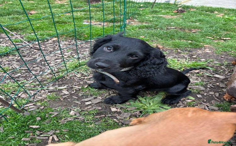 Cocker Spaniel dogs - Advert 1