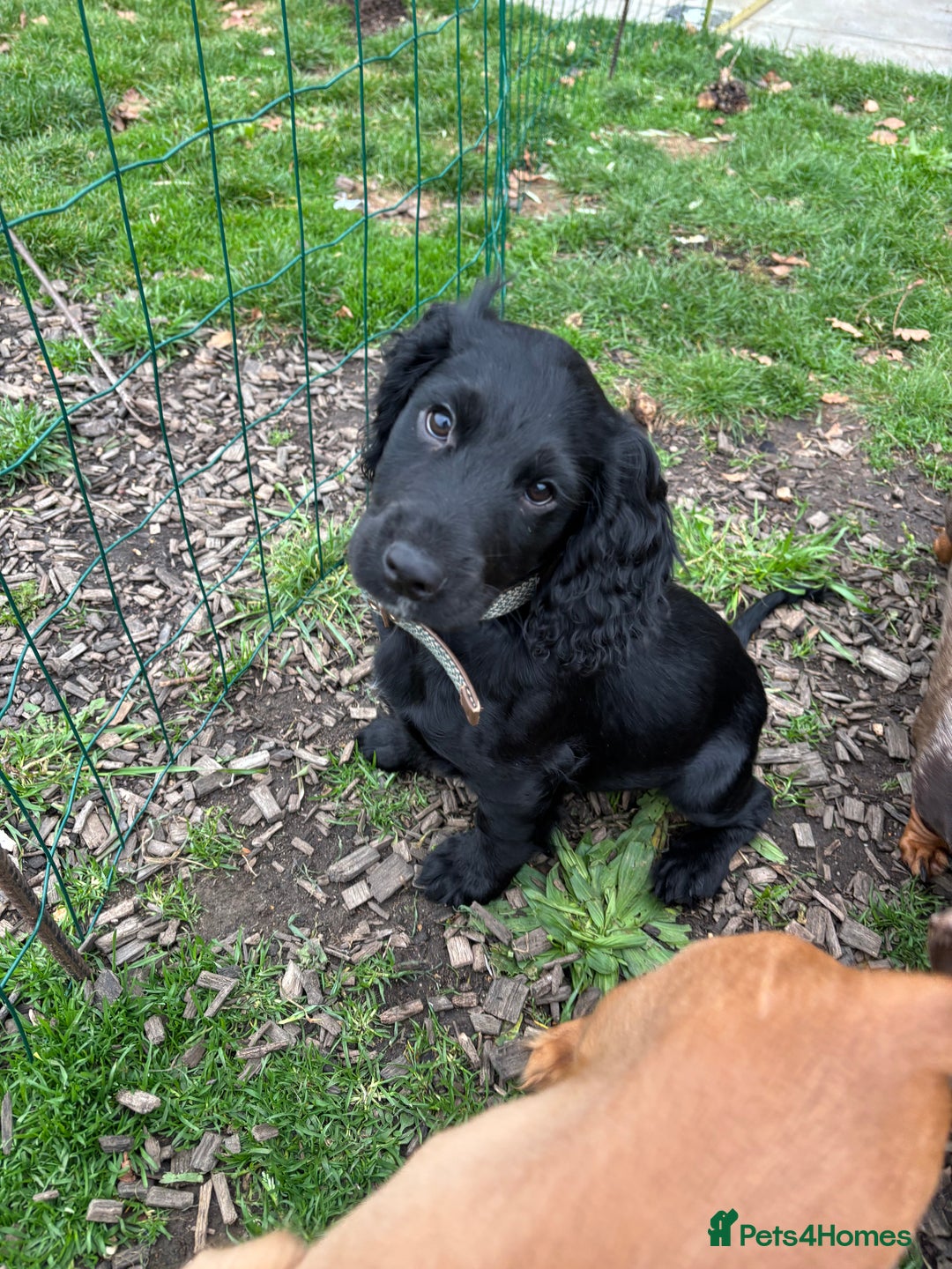 Cocker Spaniel dogs for sale: Beautiful Litter of Cocker Spaniel Puppies  - Image 1