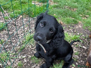 Cocker Spaniel dogs - Advert 13