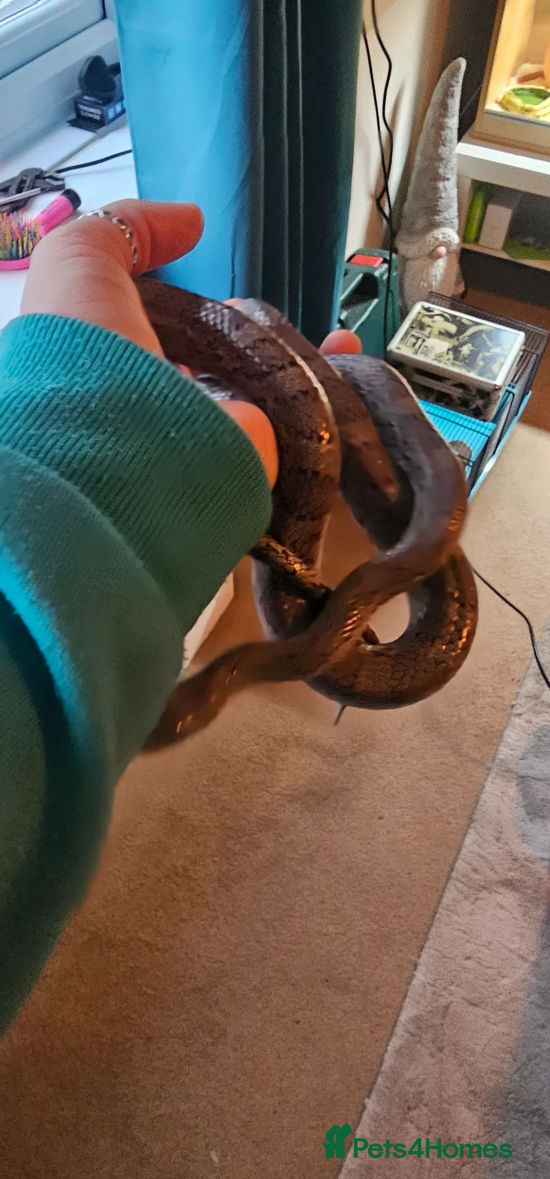 Corn Snake reptiles for sale: Male corn snake  in Lymington - Advert 5