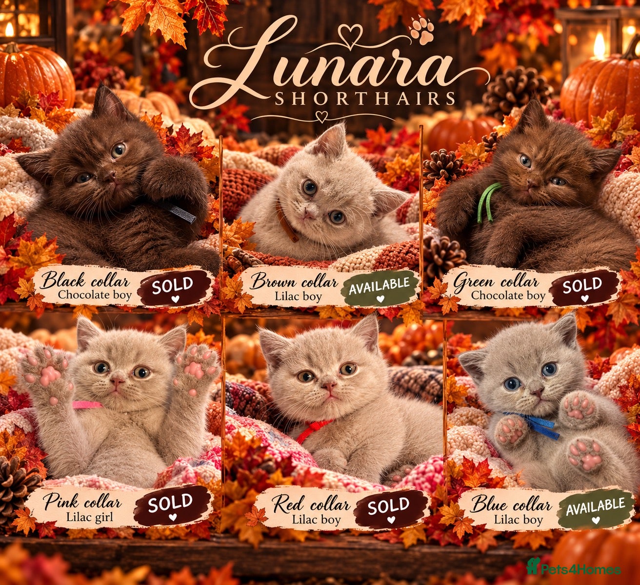 British Shorthair cats Supreme Champion Line British Shorthair Kittens - Advert 1