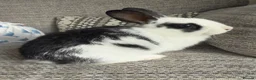 Mixed Breed rabbits for sale: Female bunny 7 months old in Leicester - Advert 3