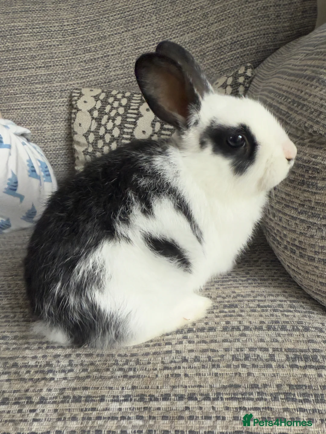Mixed Breed rabbits for sale: Female bunny 7 months old in Leicester - Advert 3