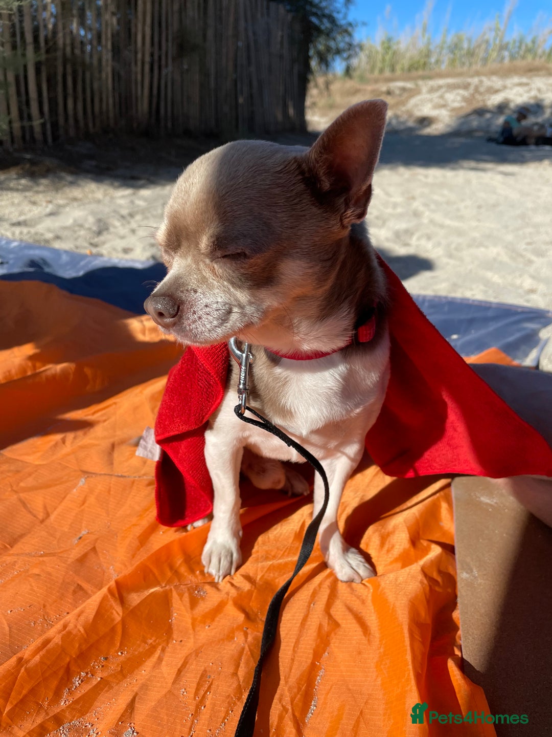 Chihuahua dogs for stud: Blue Pedigree Chihuahua for STUD - Advert 4