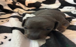 Miniature Dachshund dogs for sale: Stunning miniature dachshunds - Image 12