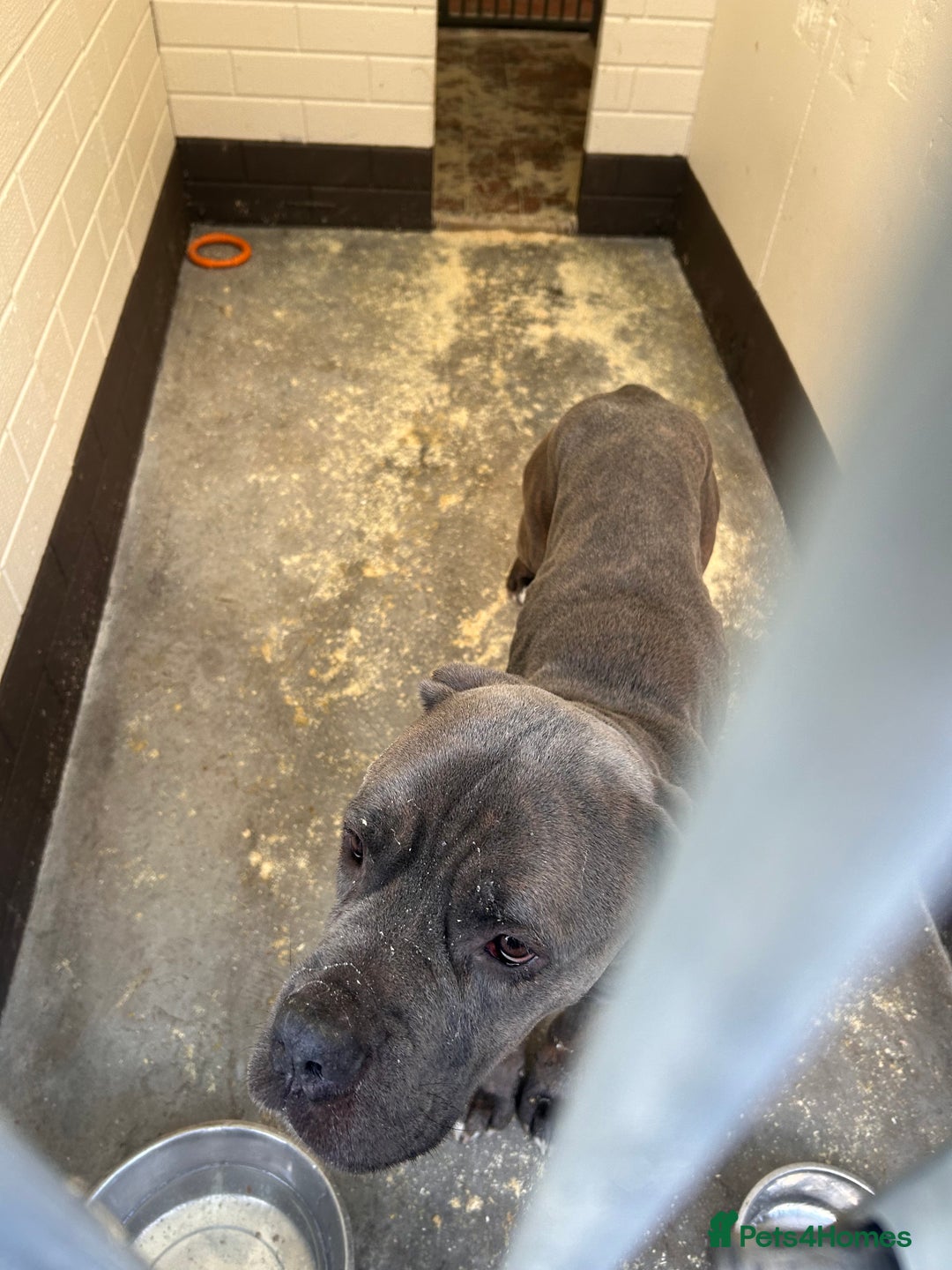 Cane Corso dogs for sale: Red. 2 year old Cane Corso,  **   - Advert 5