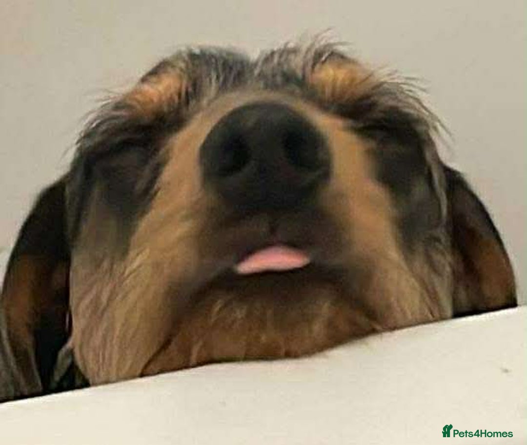 Dachshund dogs for sale: Dobby the house dog - Advert 2