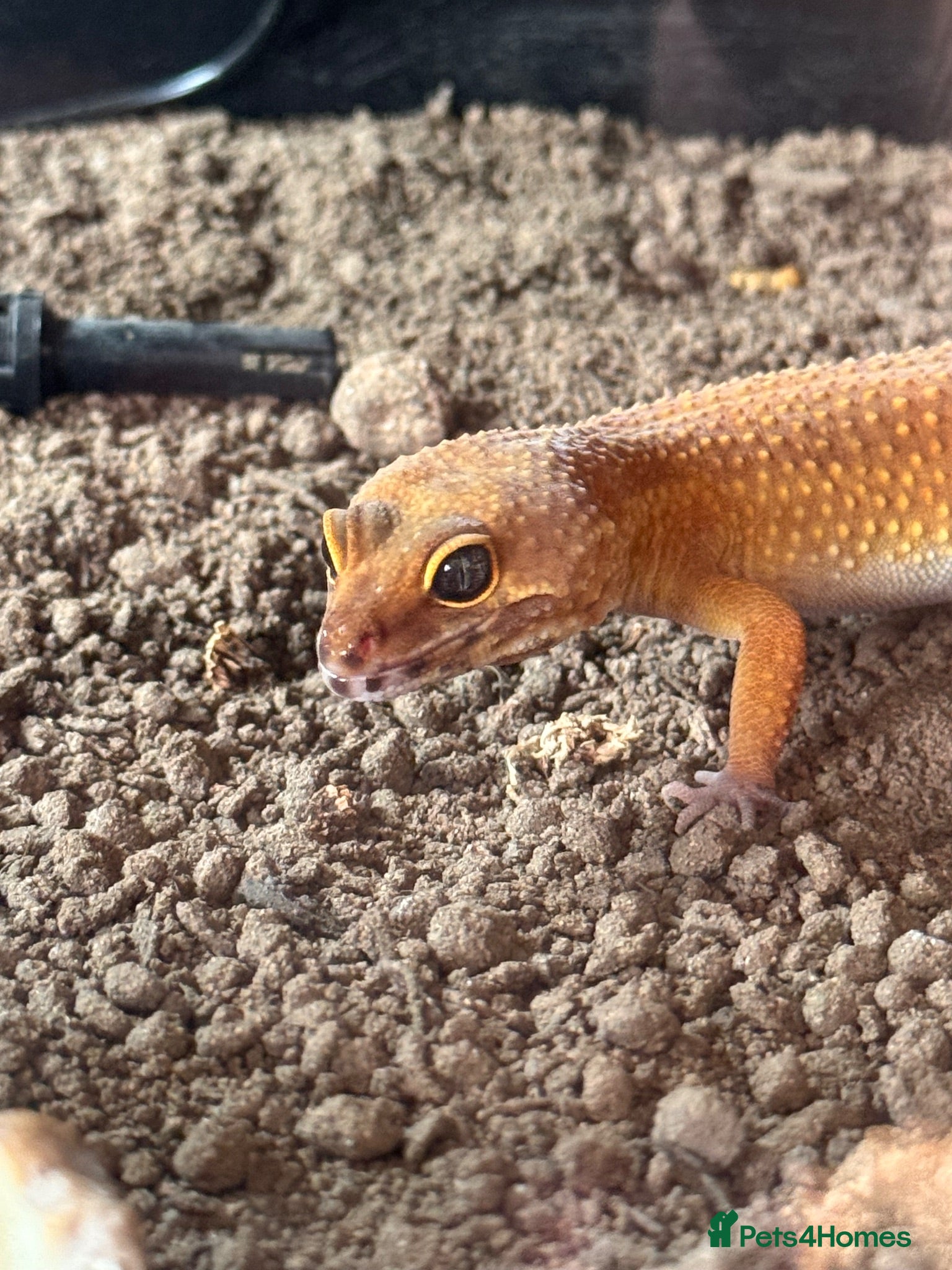Leopard Gecko reptiles Female Leopard Gecko - Advert 5