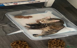 Mixed Breed cats for sale: Gorgeous Kittens - Image 7