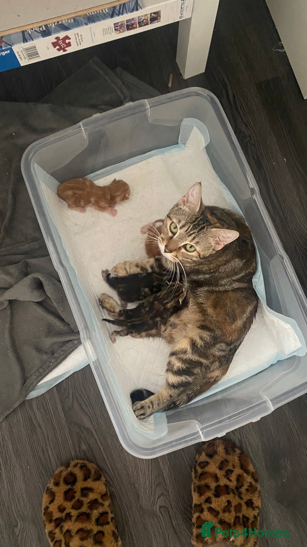 Mixed Breed cats for sale: Gorgeous Kittens - Image 7
