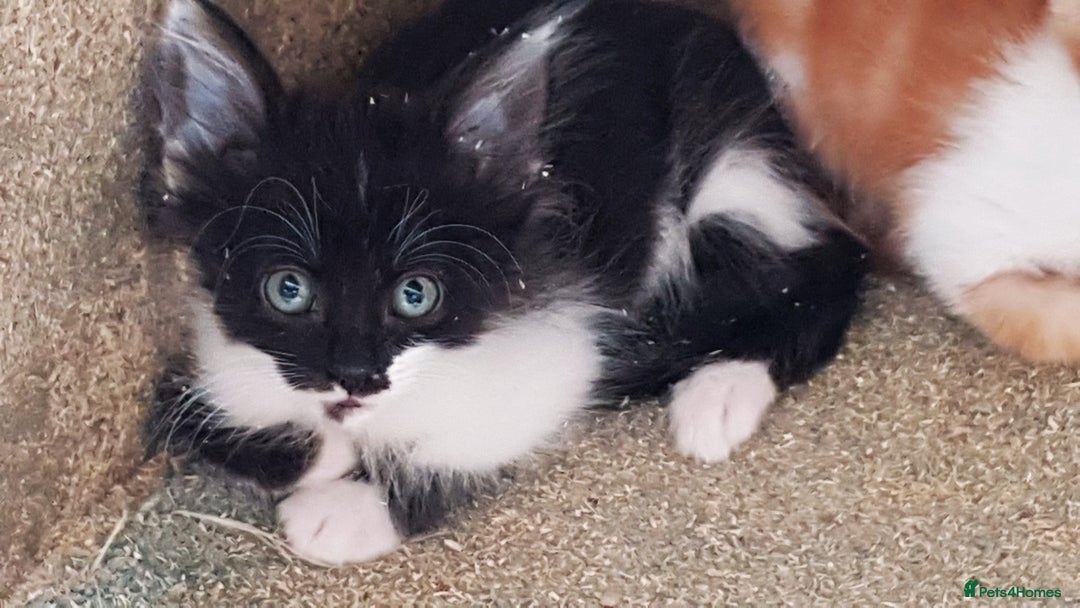 Mixed Breed cats for sale: Gorgeous adorable playful friendly kittens  - Image 12