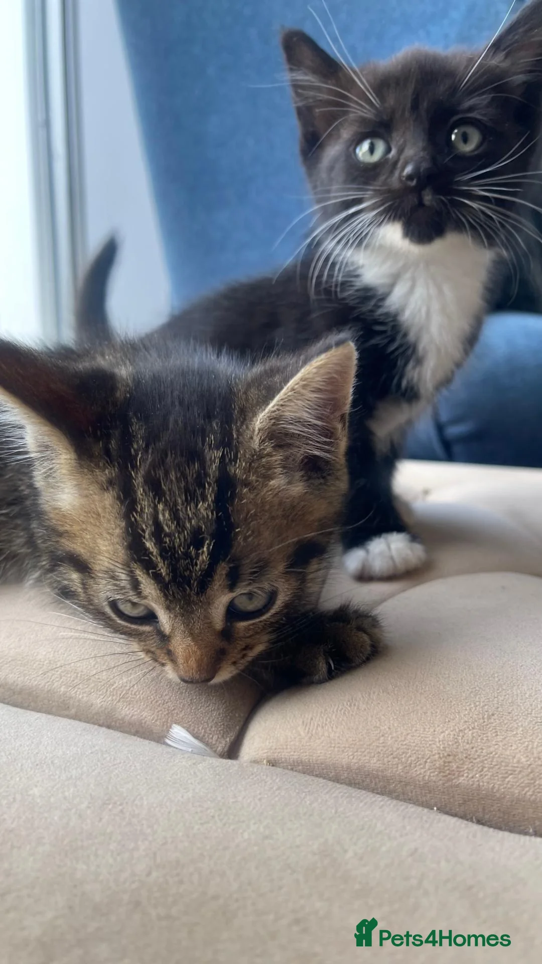 Mixed Breed cats for sale: 4 Adorable Kittens Ready for Forever Homes - Advert 33
