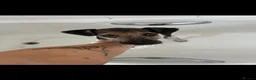 Mixed Breed dogs for sale: Patterdale x Fox Terrier’s Puppy  - Advert 5
