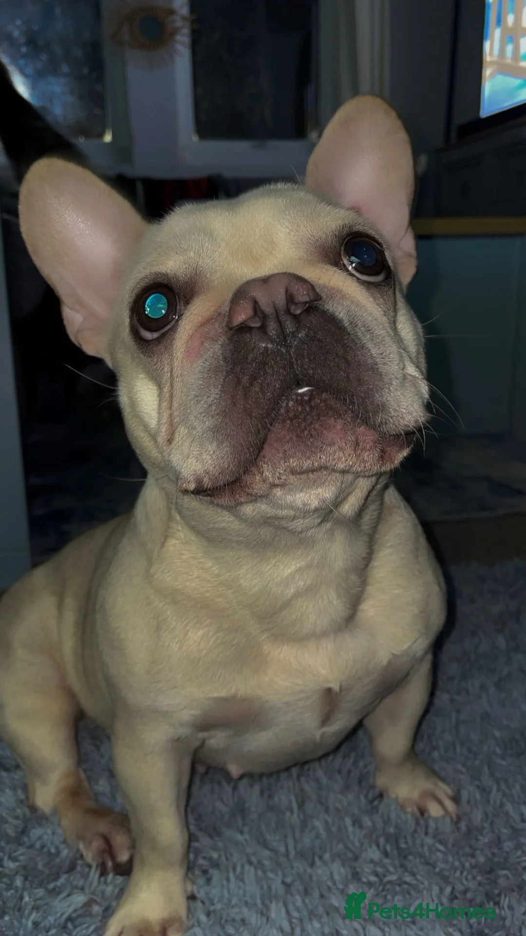 French Bulldog dogs for sale: Coco - Frenchie  - Advert 1
