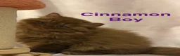 British Shorthair cats for sale: Registered Pedigree British Shorthair & Longhair  in Stafford - Advert 13