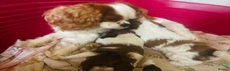 Cava Tzu dogs for sale: 3 Beautiful cavatzus for sale  - Advert 5