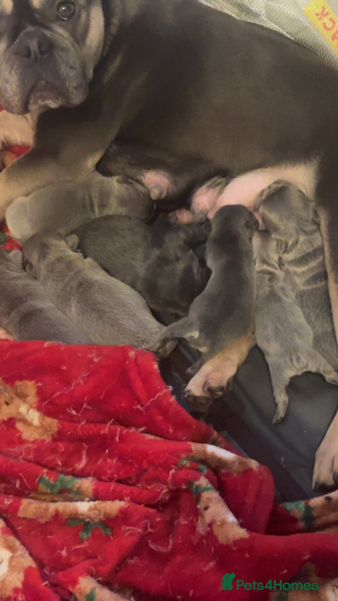 French Bulldog dogs for sale: Beautiful fluffy/carrier French's   - Advert 1