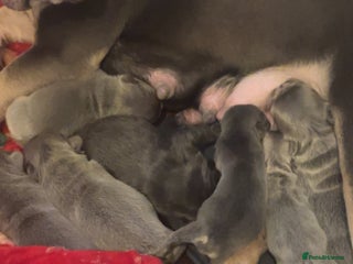 French Bulldog dogs Beautiful fluffy/carrier French's - Advert 1