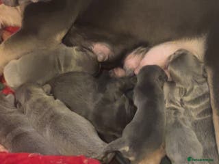 French Bulldog dogs Beautiful fluffy/carrier French's - Advert 6