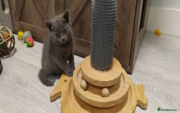 British Shorthair cats for sale: British shorthair blue / lilac kittens  - Image 16