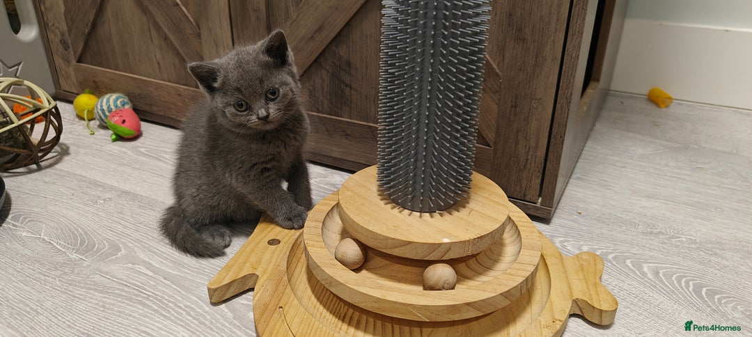 British Shorthair cats for sale: British shorthair blue / lilac kittens  - Image 16