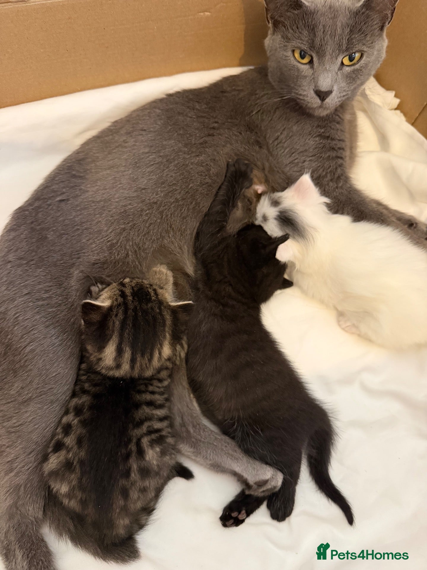 Ragdoll cats Russian blue x ragdoll - Advert 3