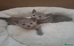 Russian Blue cats for sale: TICA Russian Blue Kittens Pedigree - Image 3