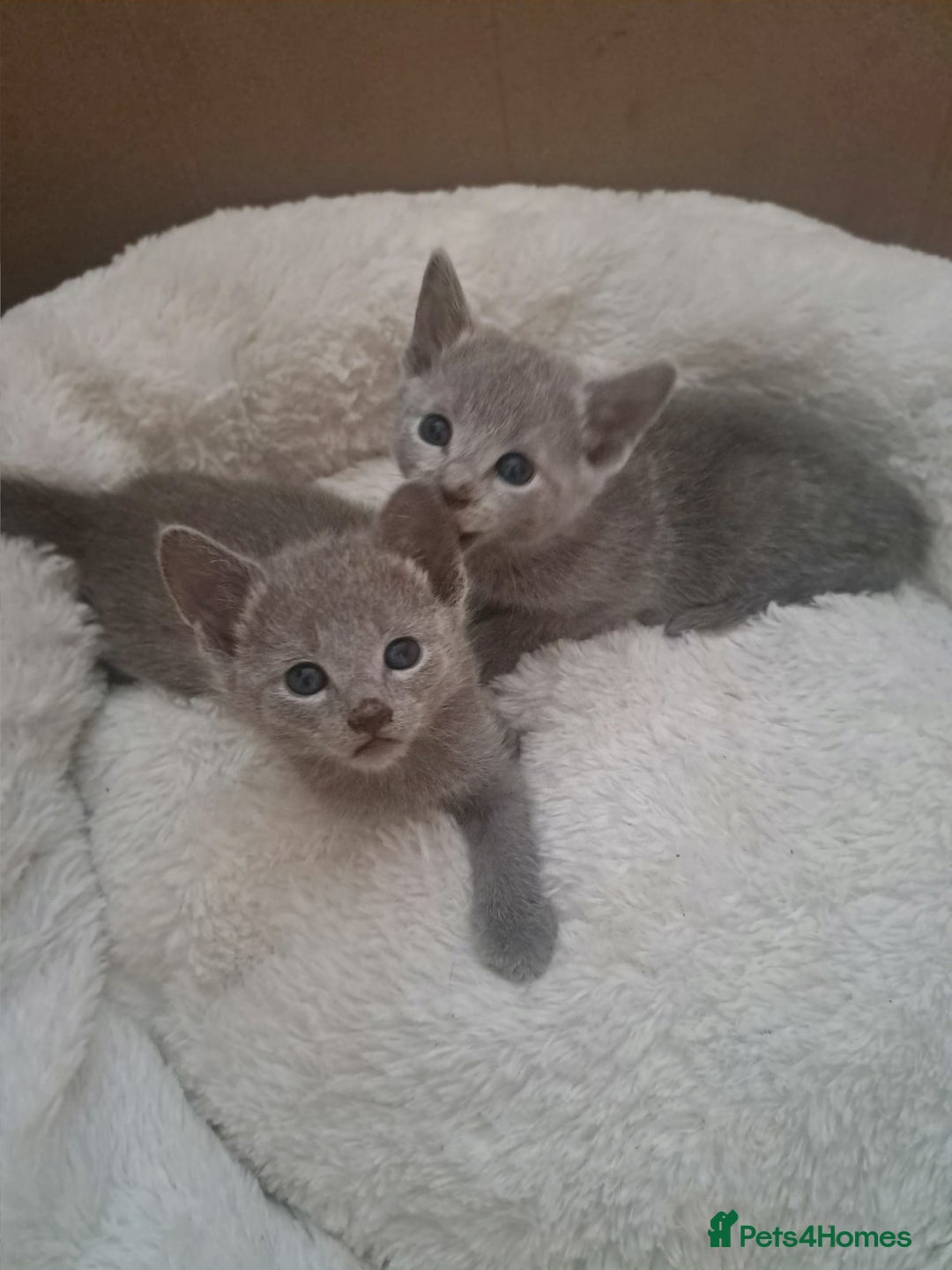 Russian Blue cats for sale: TICA Russian Blue Kittens Pedigree - Image 3