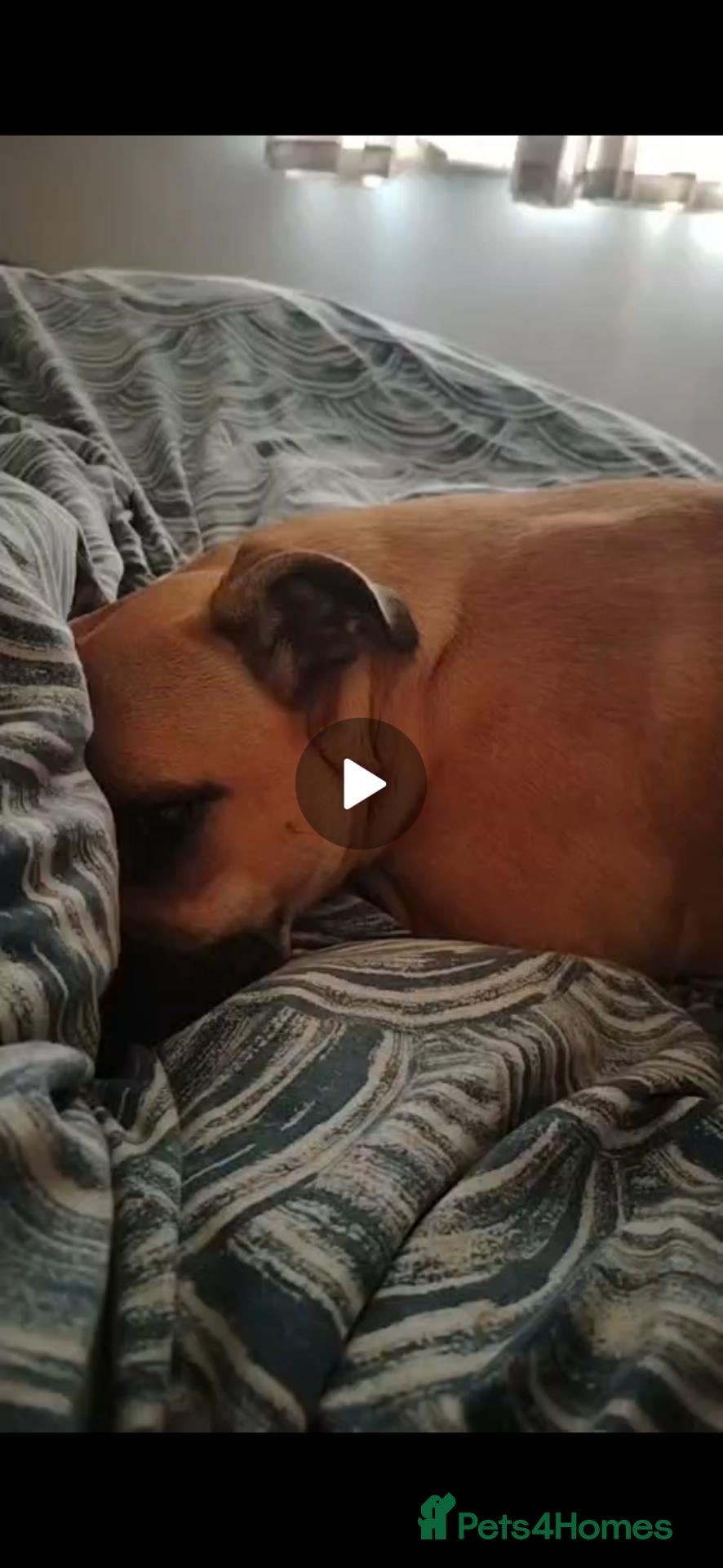 Mixed Breed dogs Samantha (SAM) - Advert 8
