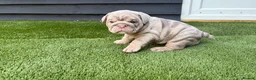 English Bulldog dogs for sale: English Bulldog Puppies - Advert 6