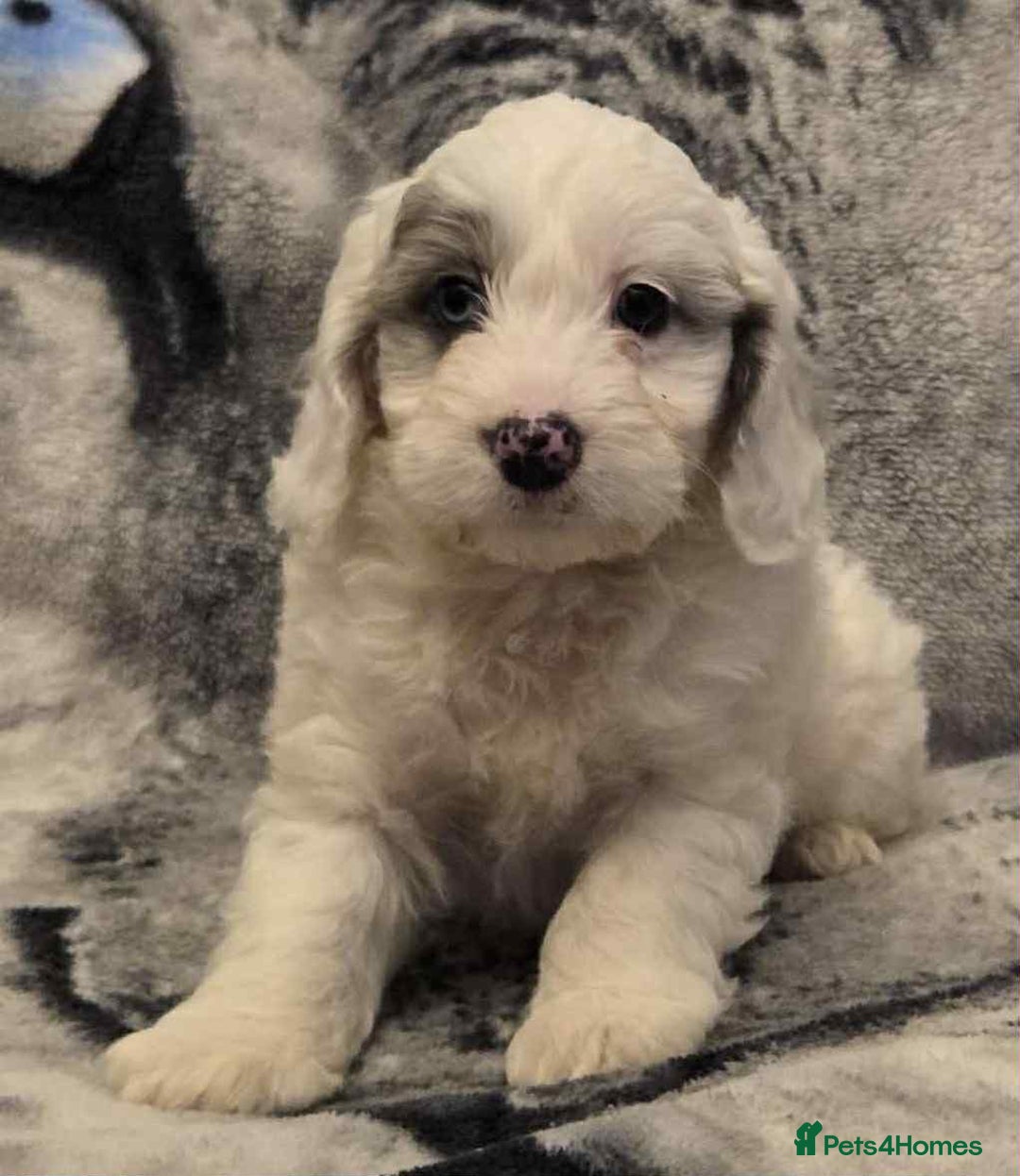 Cockapoo dogs for sale: F1 Merle cockerpoo  - Advert 3