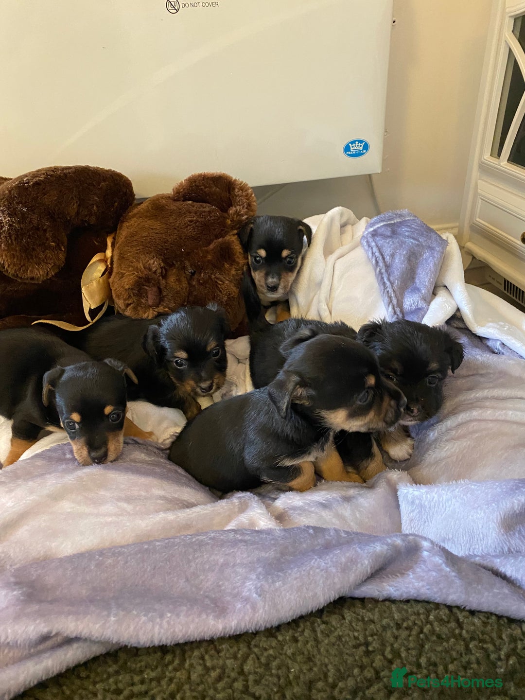 Jack Russell dogs for sale: Beautiful jacket Russell puppies for sale  - Advert 8