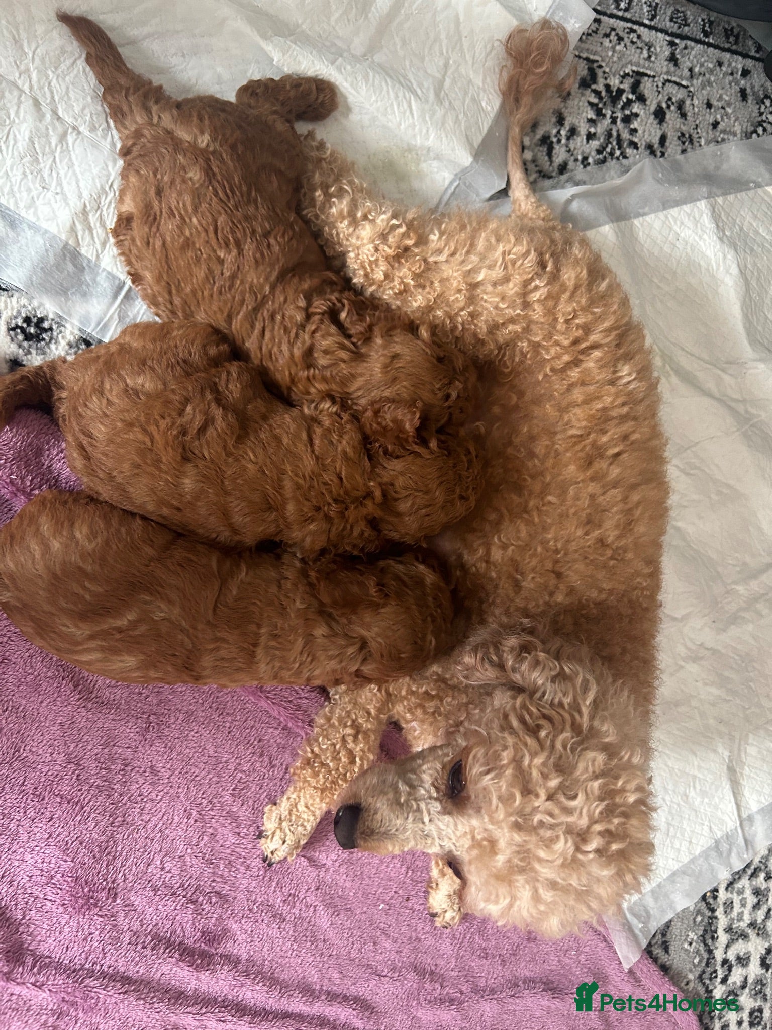 Toy Poodle dogs Toy poodle - Advert 2