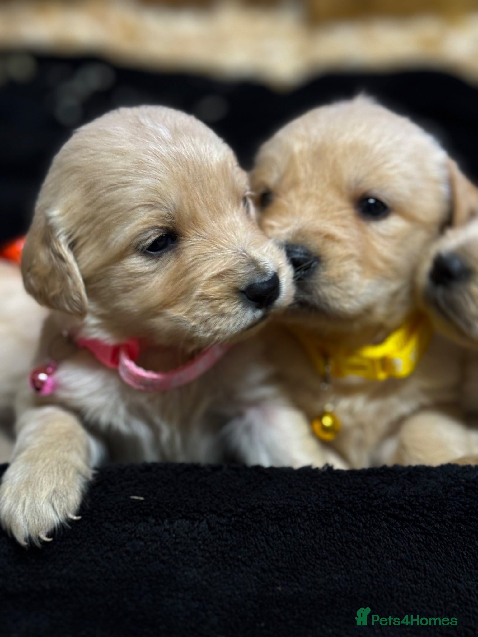 Golden Retriever dogs Golden Retriever Puppies for Sale / READY NOW!!!! - Advert 1