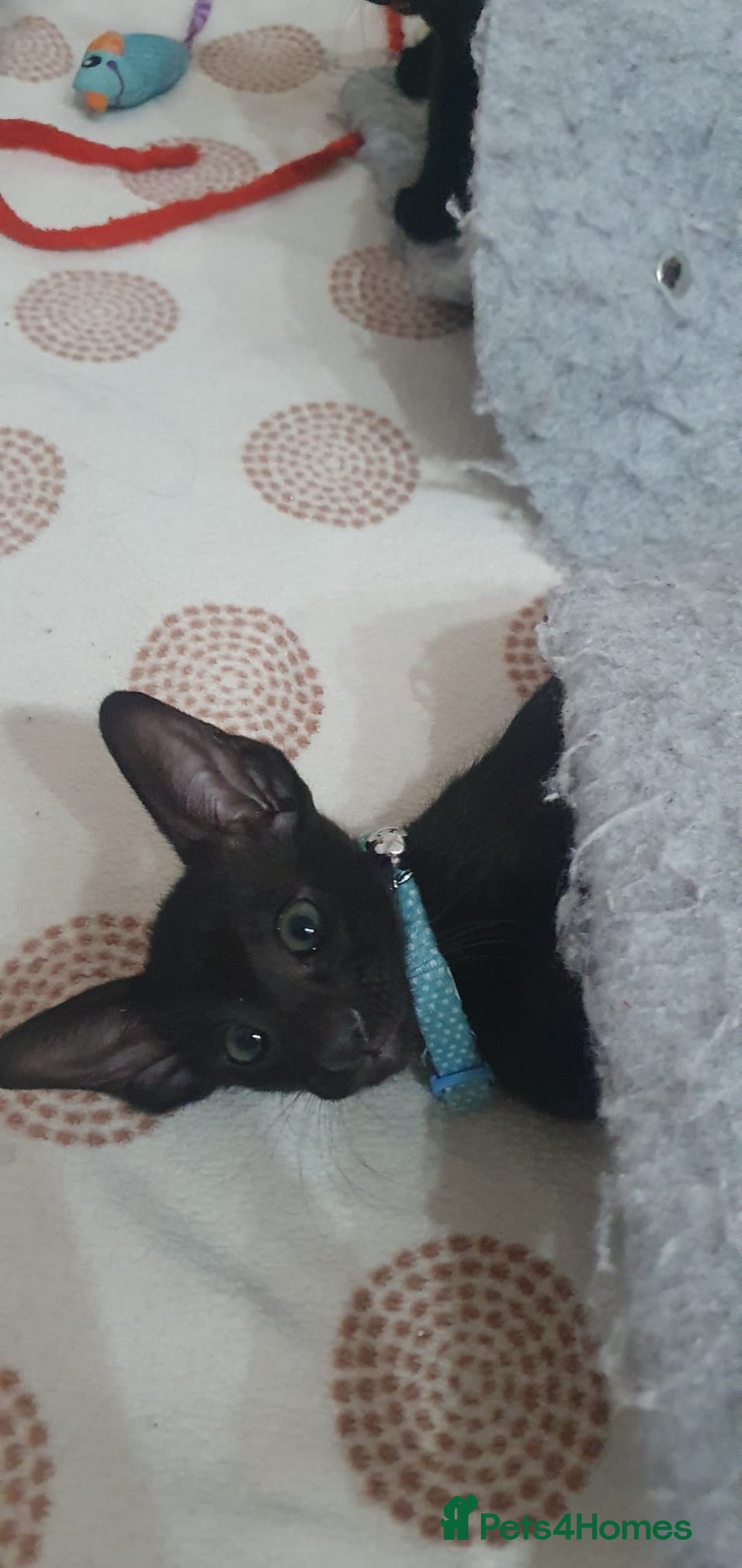 Oriental cats for sale: Beautiful Oriental Kittens for Sale - Advert 10