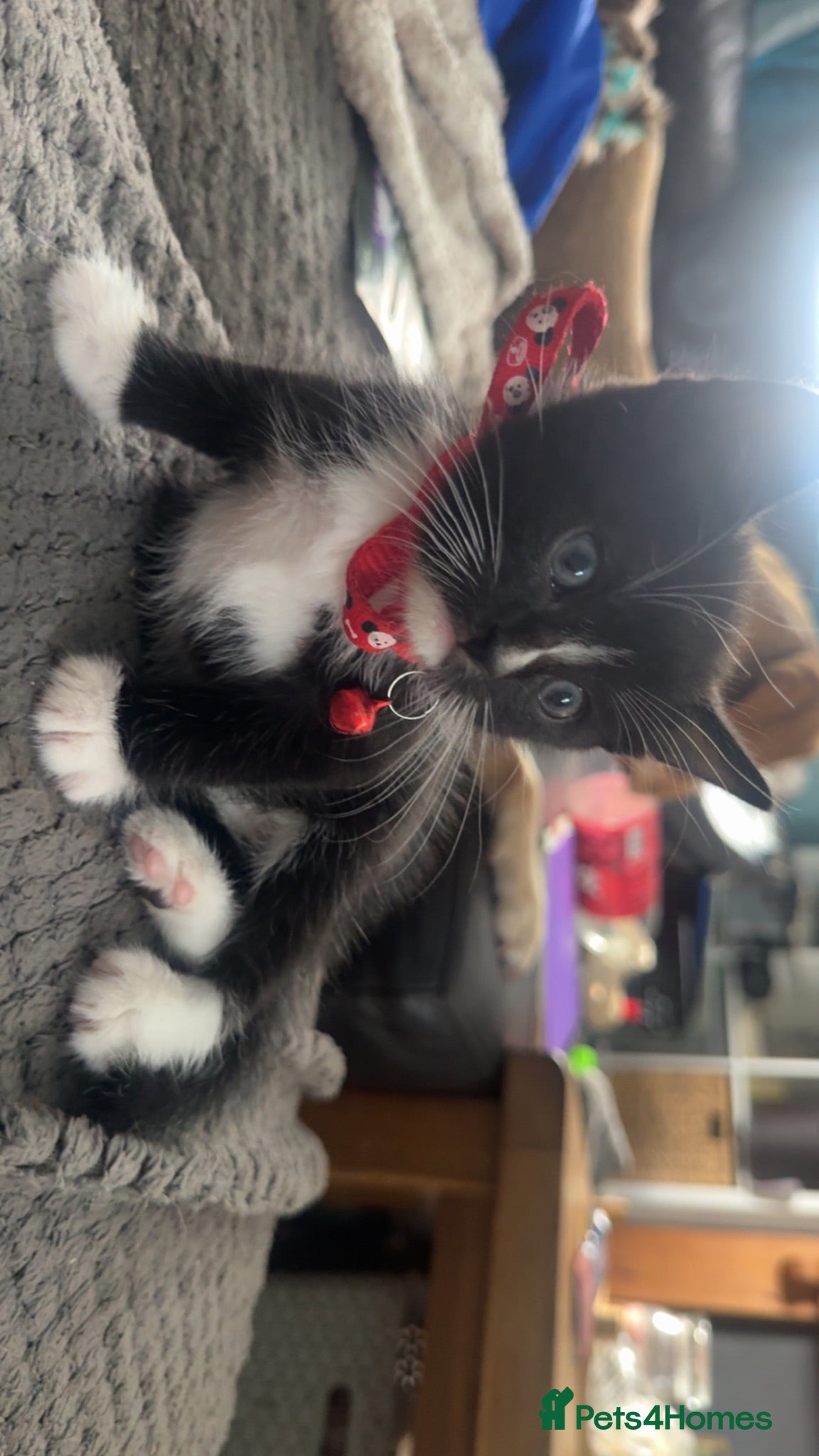 Mixed Breed cats 5 Adorable Kittens Looking for Their Forever Homes - Advert 15
