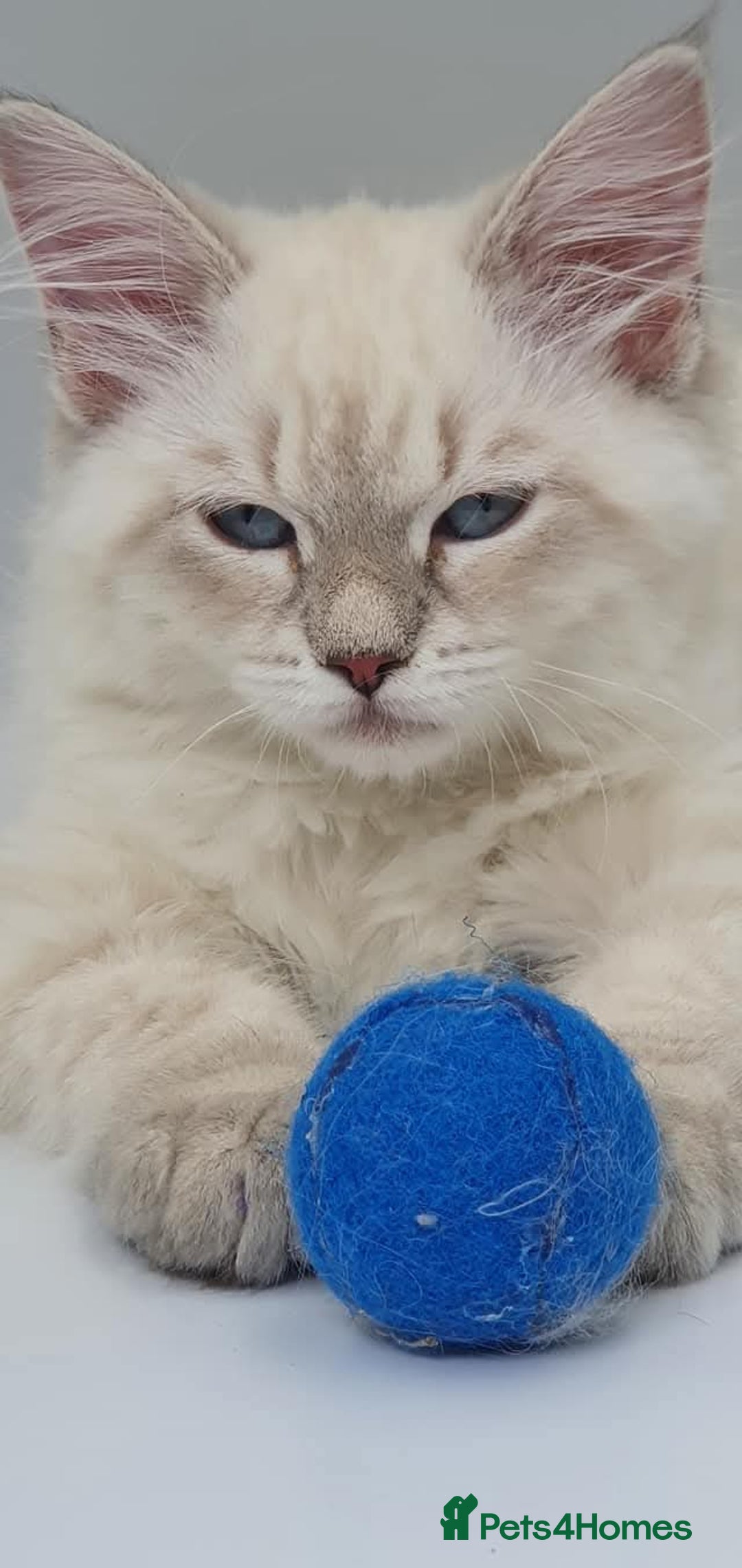 Siberian cats for sale: Blue Eyed Siberian Blue Point Kittens - Advert 18