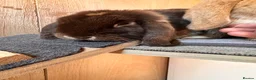 Mini Lop rabbits for sale: Gorgeous mini lop sisters in Wigan - Advert 6