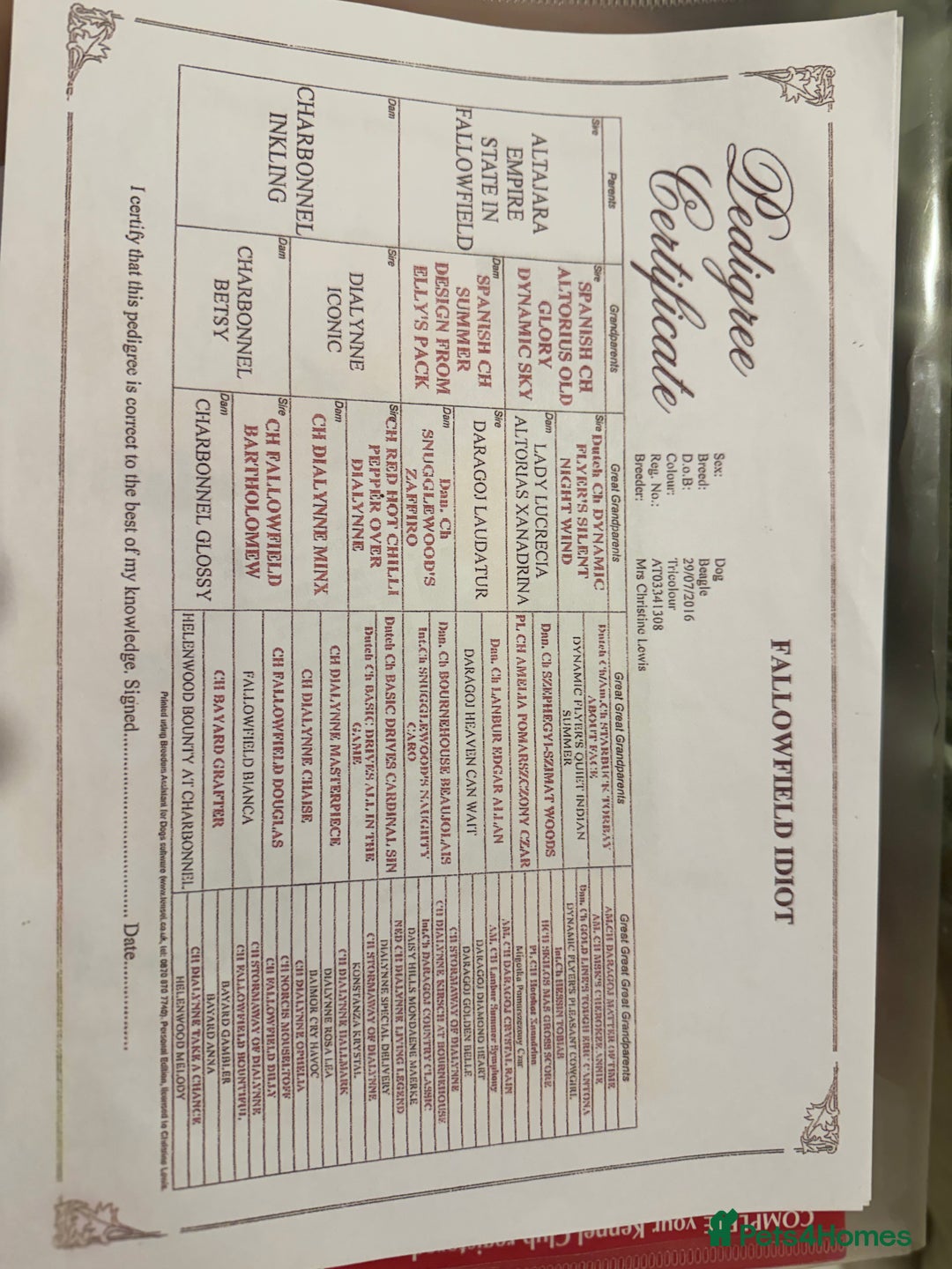 Beagle dogs for sale: Friendly  beautiful Beagle  - Advert 11