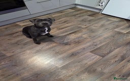 Staffordshire Bull Terrier dogs for sale: Gorgeous girl Blue and white staffy  - Image 2
