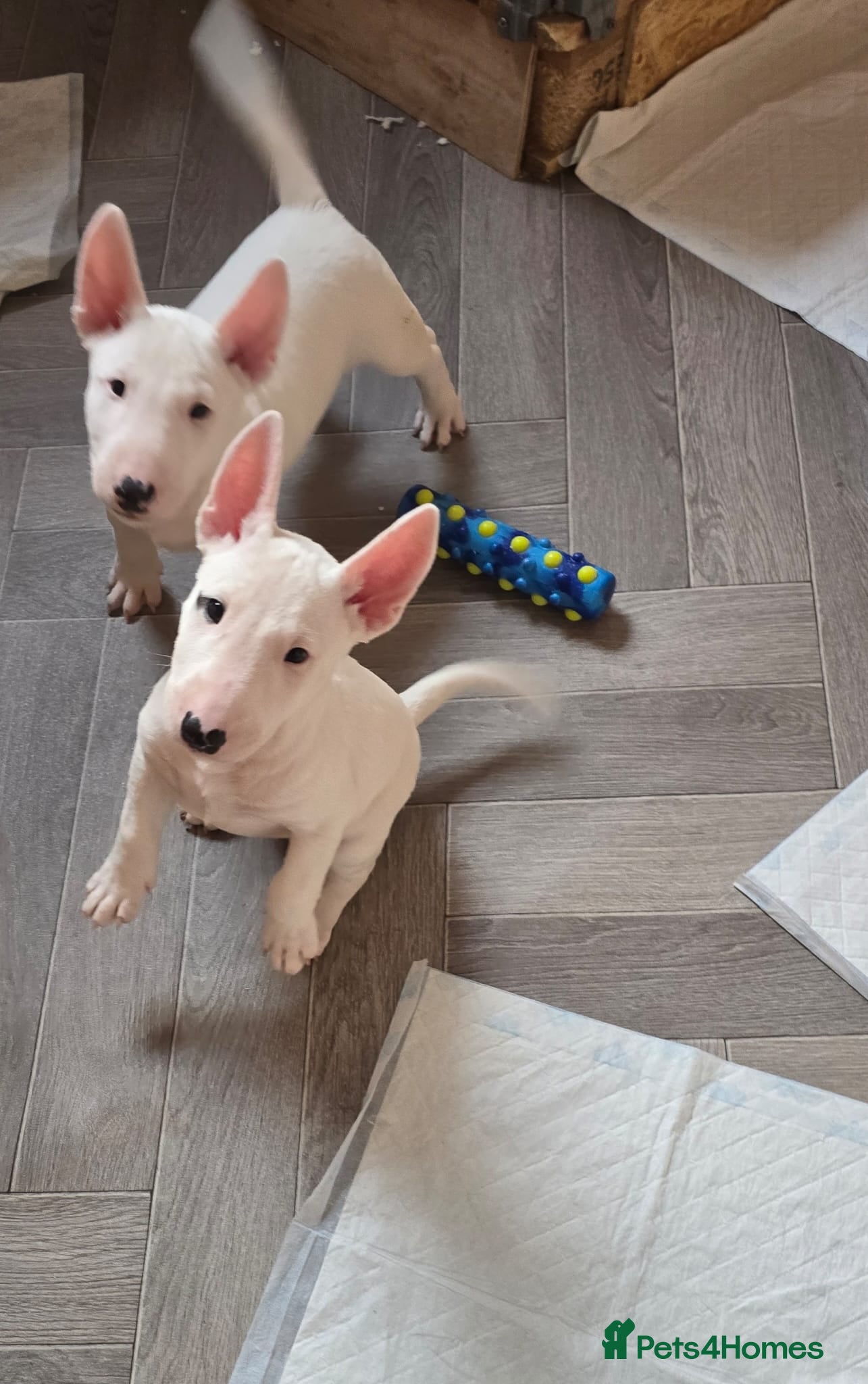 Miniature Bull terrier dogs White Miniature Bullterrier  - Advert 2