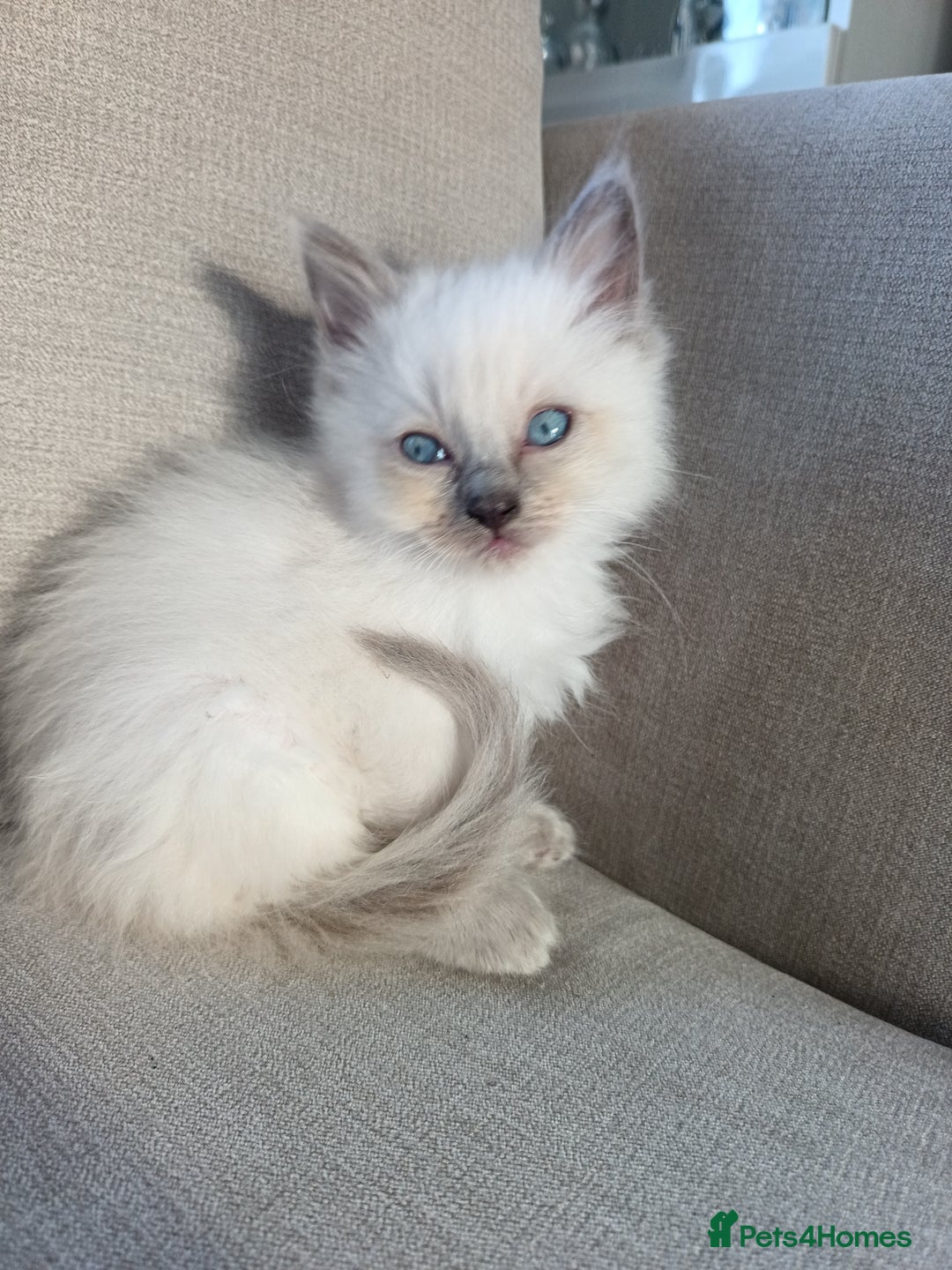 Ragdoll cats for sale: Ragdoll kittens  - Advert 2