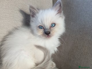 Ragdoll cats Ragdoll kittens - Advert 1